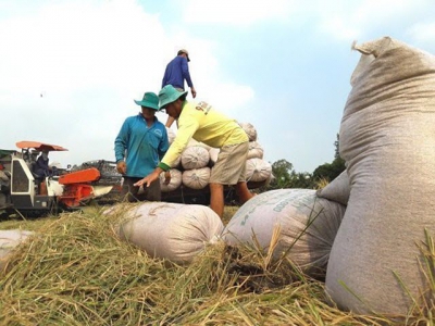Thailands rice subsidy program may affect Vietnam: rice operators