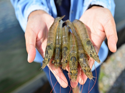 Vietnam takes drastic measures to prevent chemically injected shrimp