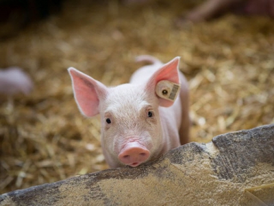 Provimi creates age-based swine feeding system