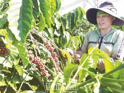 Export of coffee: quantity ranks second, price ranks last