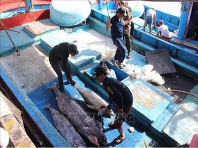 Value chains help Vietnamese tuna become more competitive