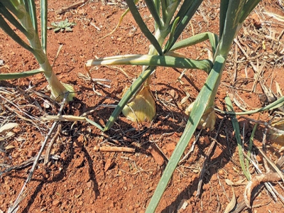 How to correctly fertilise onions