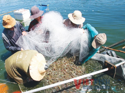 Phú Yên found species of algae to be harmful to shrimp and fish