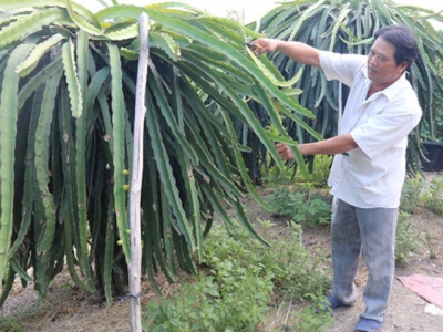 Sustainable production sought for dragon fruit as China raises import standards