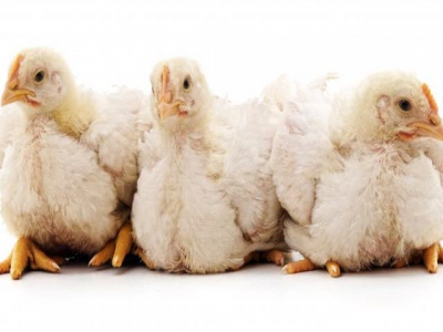 Customized probiotics for turkeys may be effective antibiotic alternative