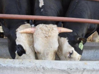 Genome-edited bull passes hornless trait to calves