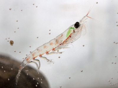 Why shrimp want krill meal on the menu