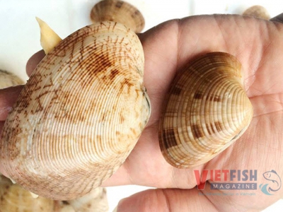 Three more seafood products of Vietnam are exported to China