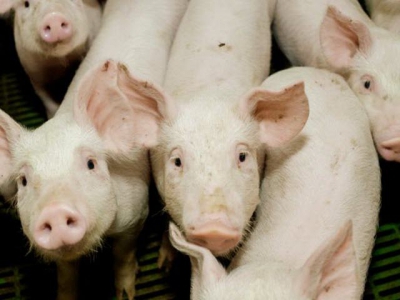 Field cress tested as new protein source for pigs