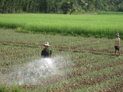 Winter-spring rice farming areas expected to reduce to avoid saltwater intrusion