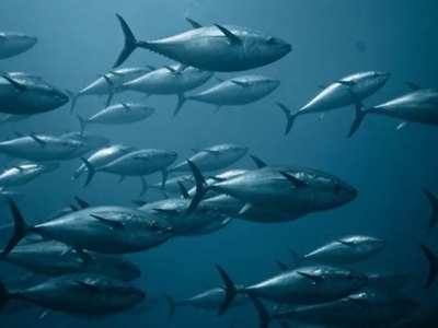 The certificate that could kickstart a renaissance in tuna aquaculture in Europe