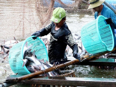 Cá da trơn Việt Nam có visa chính thức vào thị trường Mỹ