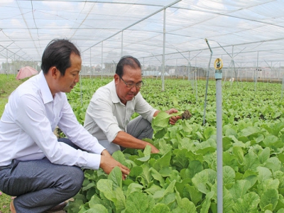 Success from planting vegetables in net house