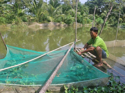 Nuôi cá lóc trong vèo cho lợi nhuận cao