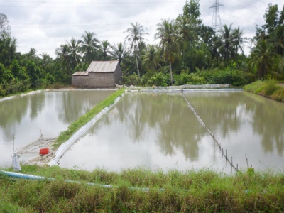 Biện pháp kỹ thuật kích thích cá rô phi, điêu hồng đẻ