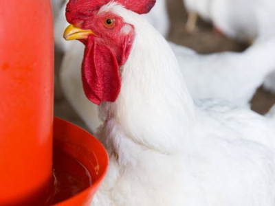 Ambitious, $10m grant to transform poultry nutrition, water use