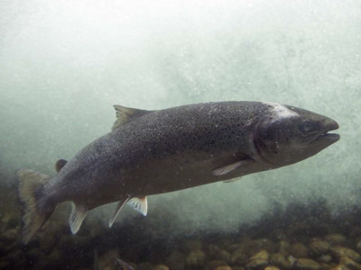 Wild salmon pathogens discovered that could pose a threat to aquaculture