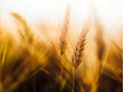 Conditions looking good for wheat crops across the globe, boost for US corn output