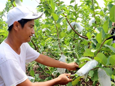 Farmer earns high income from guava trees planted in acid soils