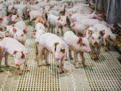 Zinc may influence gut health, immune competence of pigs