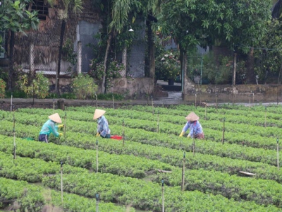 Tiền Giang develops specialised vegetable-growing areas