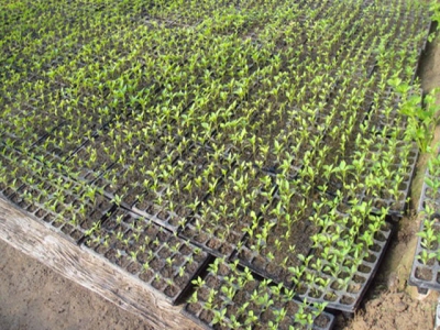 The cavity seedling option