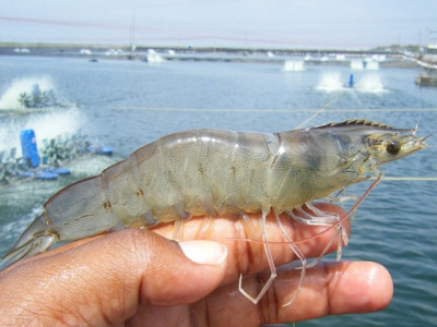 Bình Thuận imported more than 35,300 white leg adult shrimp