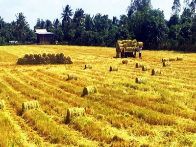 Ministry urges enterprises to complete procedures to export fragrant rice to EU