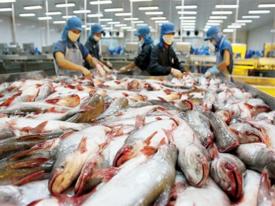 Pangasius exports to China saw a slumps