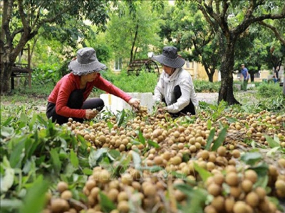 Vietnams fruit exports to China decline, but surges to Thailand