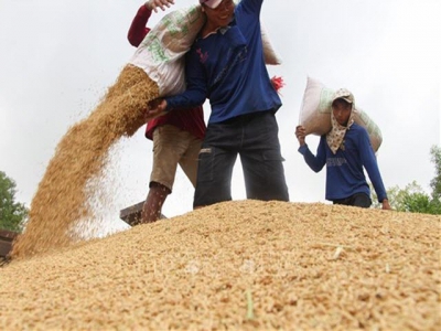 Rice industry must diversify products: experts