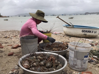 Khắc phục nuôi trồng thủy sản sau mưa bão tại Phú Yên