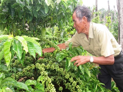 Việt Nams first batch of coffee under EVFTA exported