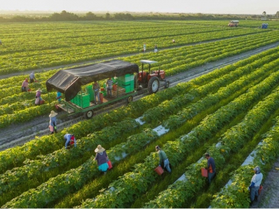 Farmers expect more profitable fall-winter crop