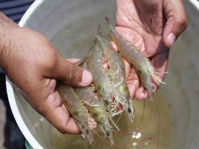 Bạc Liêu - Rise in shrimp prices makes farmers greatly delighted