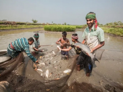 Ra mắt bộ chuỗi khối (blockchain) dành cho nuôi trồng thủy sản ở Bangladesh