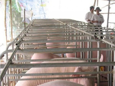 Ho Chi Minh City orders restructuring in pig farming