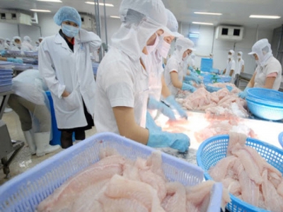 Pangasius prices slightly increased in August