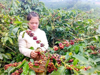 Chinese enterprises have demand for Vietnamese coffee, aquatic products