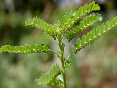 Diệp hạ châu trong nuôi tôm