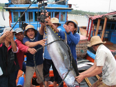 Tuna exports to China increase sharply