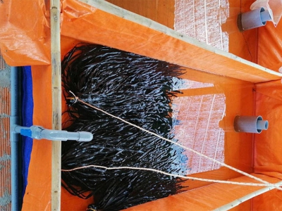 Kỹ thuật nuôi lươn trong bể bạt với con giống nhân tạo sử dụng nước ngầm
