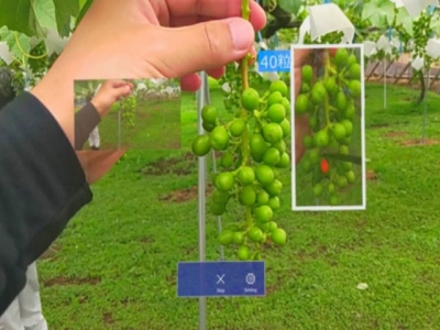 Thử nghiệm kính trí tuệ nhân tạo hỗ trợ các nhà sản xuất trái cây