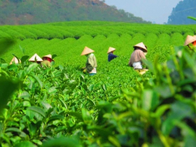 Vietnamese tea occupies more than half of Taiwans tea import volume