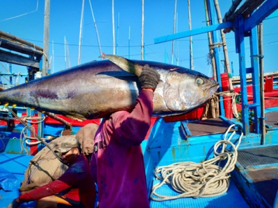 Tuna exports sharply dropped in August