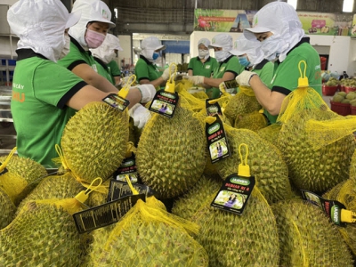 Vietnams durian sets on conquering demanding markets
