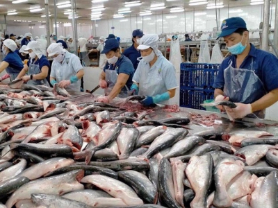 New long-term strategy needed for pangasius industry