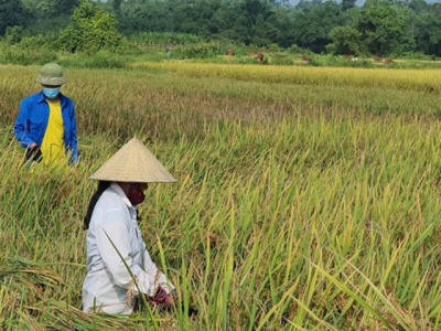 Khôi phục giống lúa Bao thai