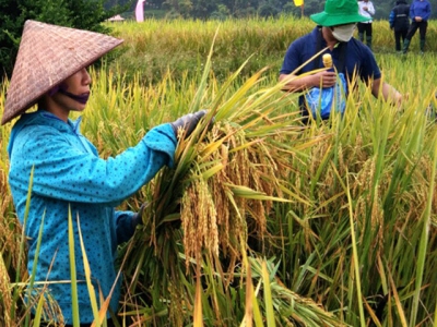 2021-2022 winter-spring rice crop: Planting area increased in Southeast region