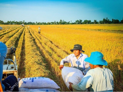 Global rice production in 2021-2022 forecasted to be record high